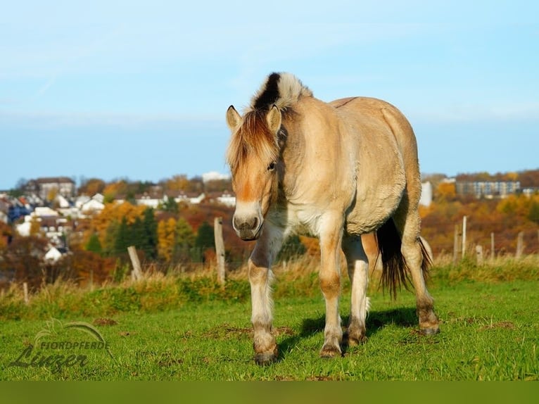 Chevaux fjord Hongre 1 Année 147 cm Isabelle in Remscheid