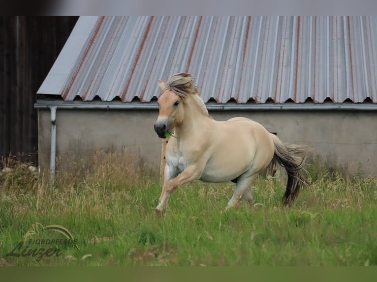 Chevaux fjord Hongre 1 Année 147 cm Isabelle in Remscheid