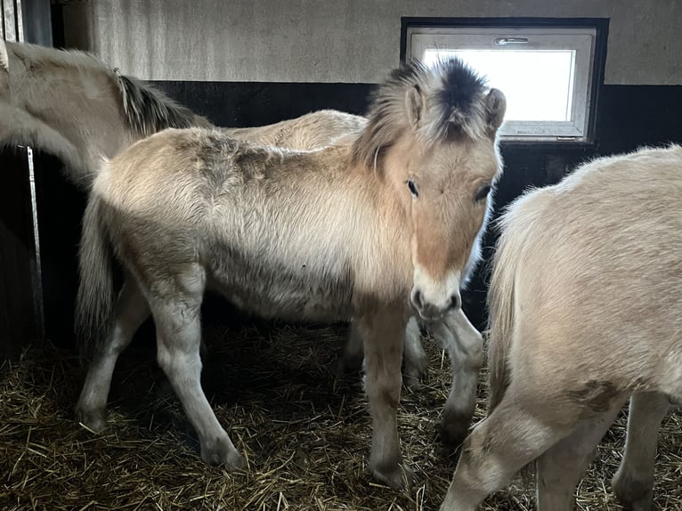Chevaux fjord Hongre 1 Année 148 cm Isabelle in Oud Ootmarsum