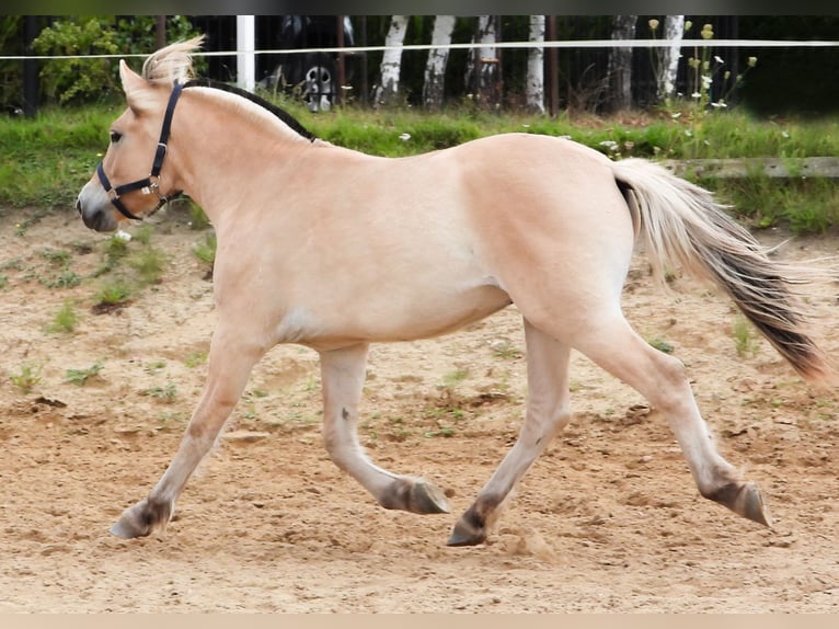 Chevaux fjord Hongre 1 Année 149 cm Alezan dun in &#x141;apalice