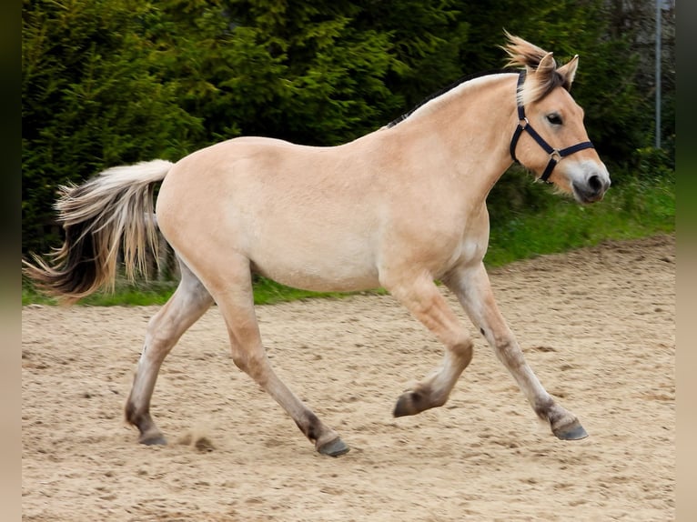 Chevaux fjord Hongre 1 Année 149 cm Alezan dun in &#x141;apalice