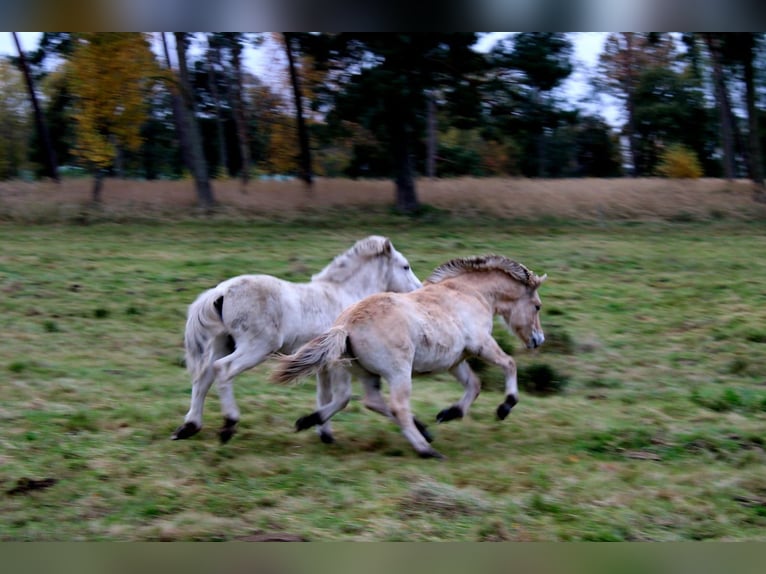Chevaux fjord Hongre 1 Année 149 cm Isabelle in Lübtheen