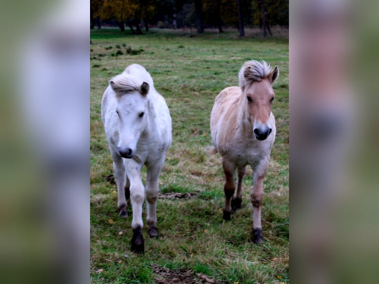 Chevaux fjord Hongre 1 Année 149 cm Isabelle in Lübtheen