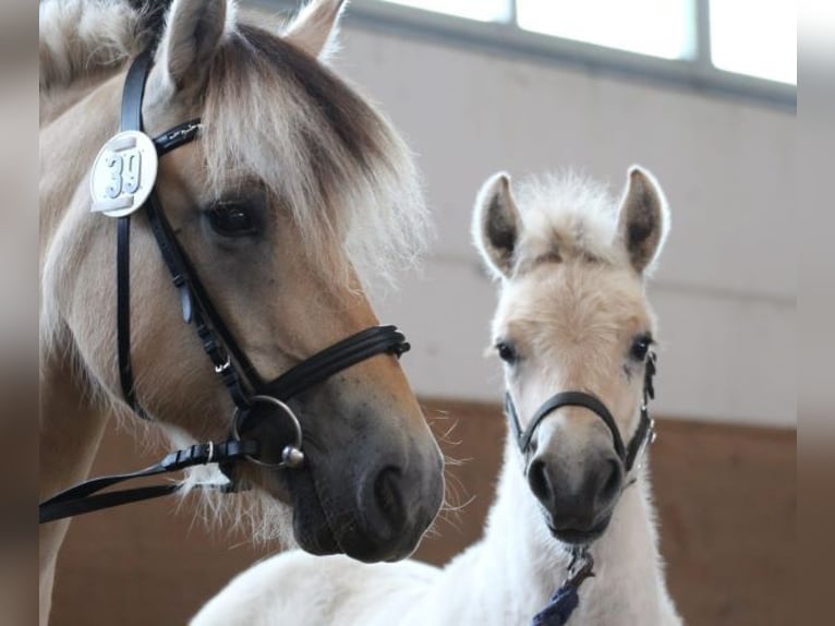 Chevaux fjord Hongre 1 Année 149 cm Isabelle in Lübtheen