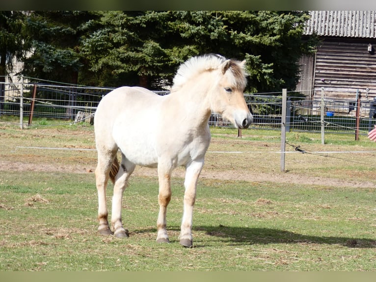 Chevaux fjord Hongre 1 Année 149 cm Isabelle in Lübtheen
