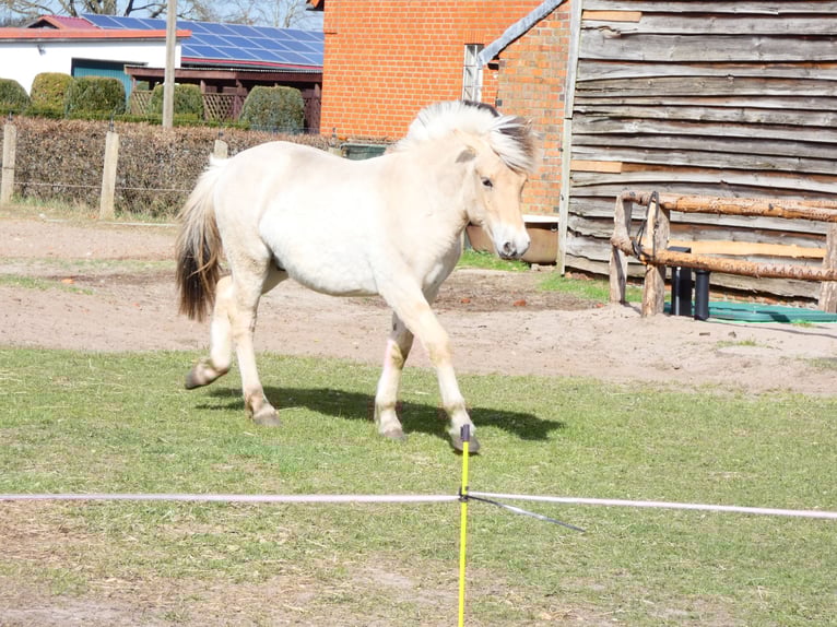 Chevaux fjord Hongre 1 Année 149 cm Isabelle in Lübtheen