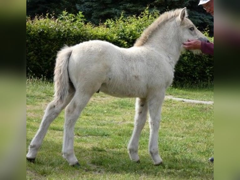 Chevaux fjord Hongre 1 Année 149 cm Isabelle in Lübtheen