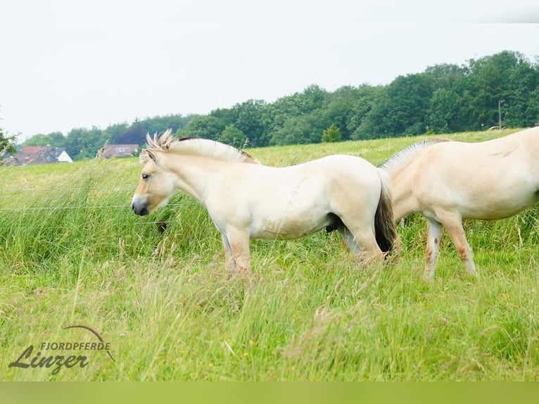 Chevaux fjord Hongre 1 Année 150 cm Isabelle in Remscheid