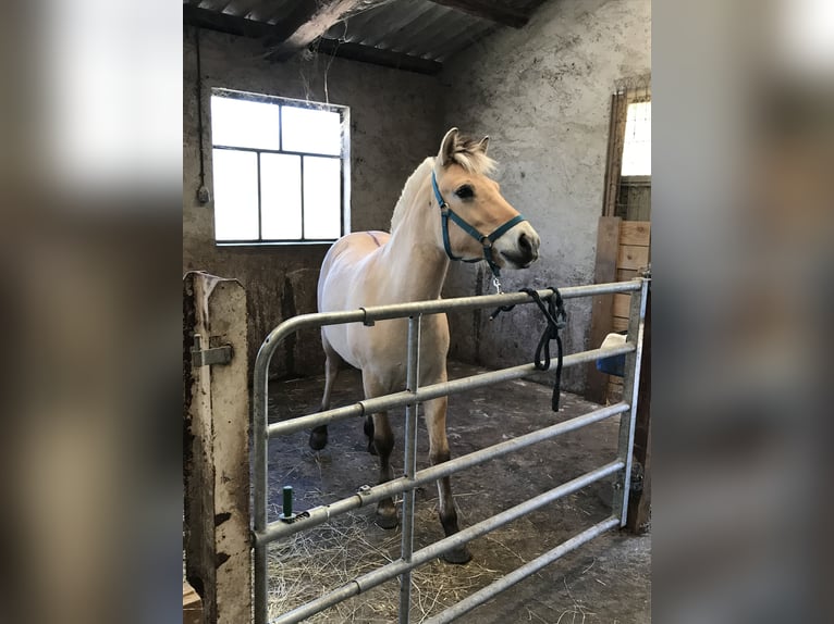 Chevaux fjord Hongre 1 Année Isabelle in Sarreguemines