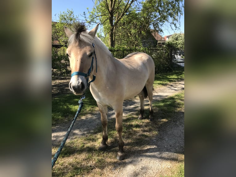 Chevaux fjord Hongre 1 Année Isabelle in Sarreguemines