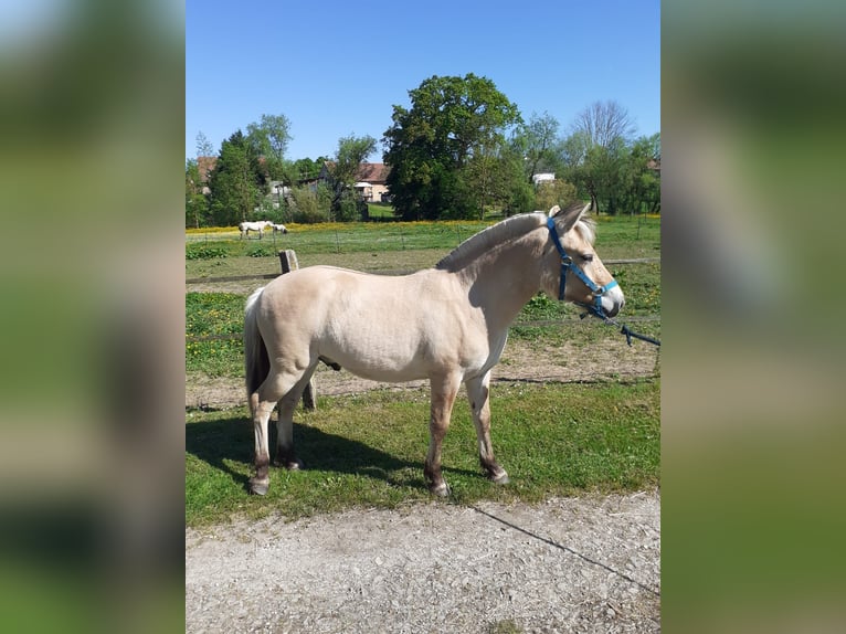 Chevaux fjord Hongre 1 Année Isabelle in Sarreguemines