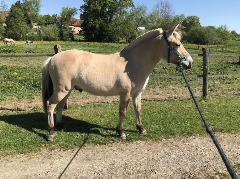 Chevaux fjord Hongre 1 Année Isabelle in Sarreguemines