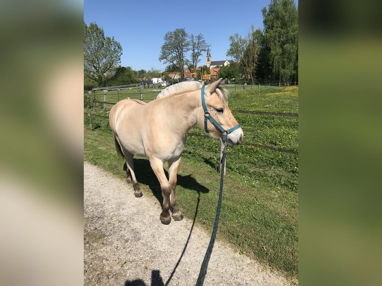 Chevaux fjord Hongre 1 Année Isabelle in Sarreguemines