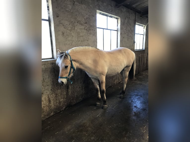 Chevaux fjord Hongre 1 Année Isabelle in Sarreguemines
