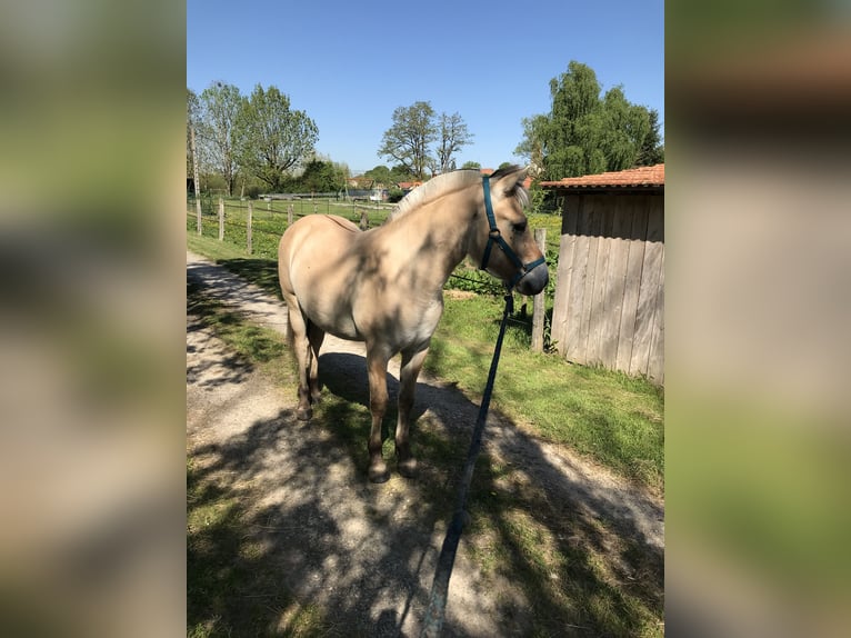 Chevaux fjord Hongre 1 Année Isabelle in Sarreguemines