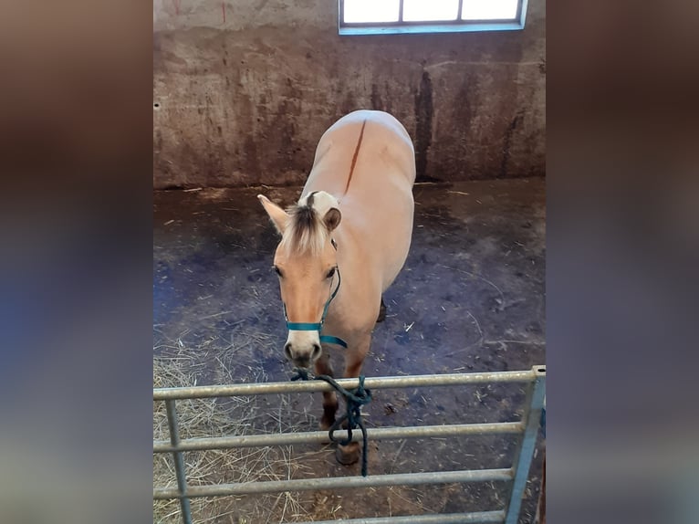 Chevaux fjord Hongre 1 Année Isabelle in Sarreguemines