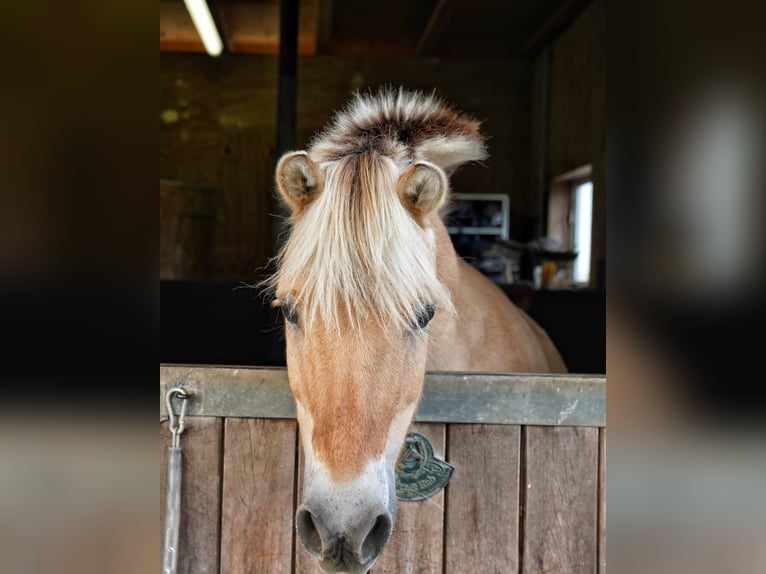 Chevaux fjord Hongre 20 Ans 140 cm Isabelle in Bassum