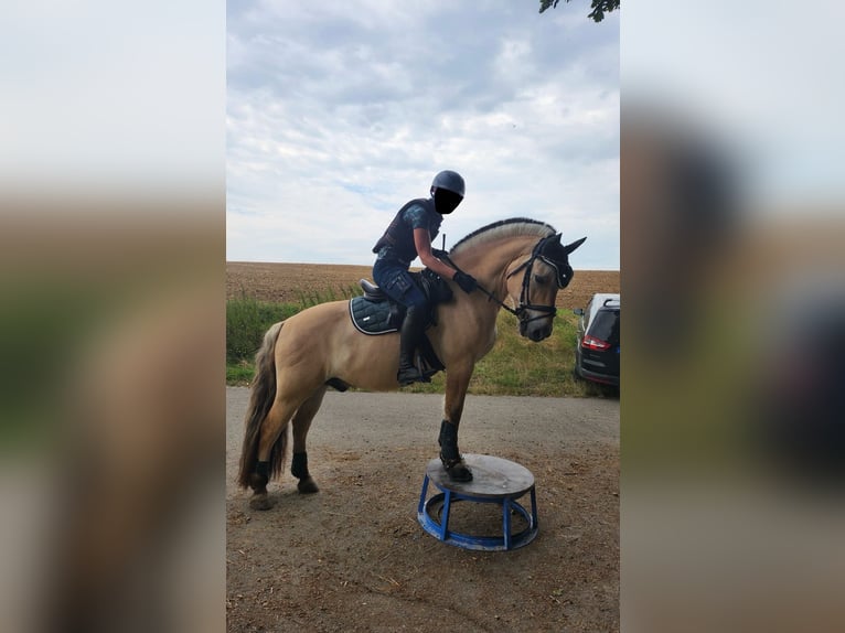 Chevaux fjord Hongre 20 Ans 146 cm Isabelle in Vaihingen an der Enz