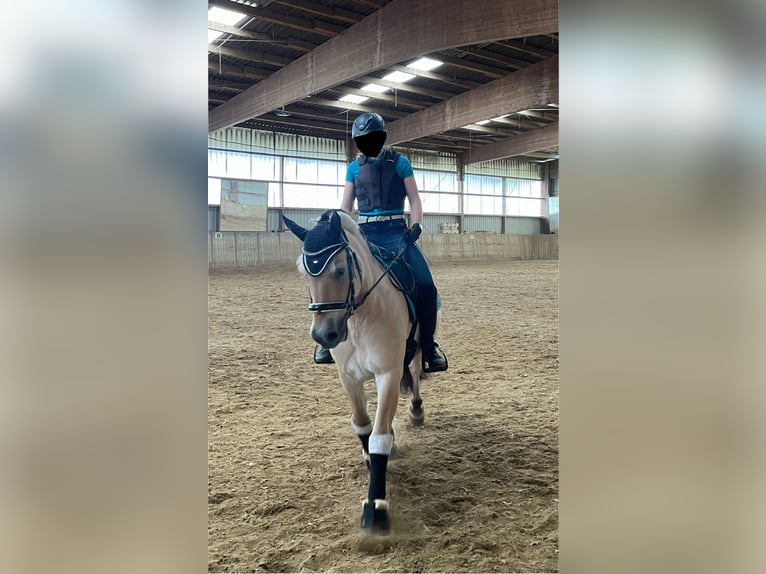 Chevaux fjord Hongre 20 Ans 146 cm Isabelle in Vaihingen an der Enz