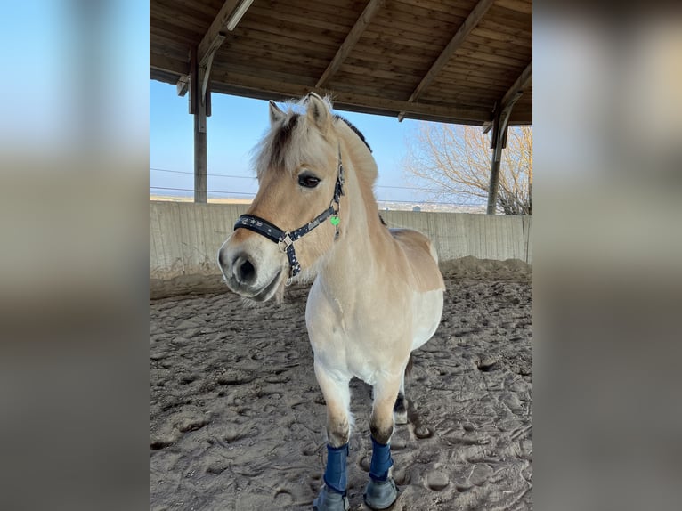 Chevaux fjord Hongre 20 Ans 146 cm Isabelle in Vaihingen an der Enz