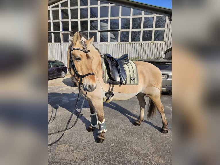 Chevaux fjord Hongre 21 Ans 150 cm Bai clair in Barnstorf