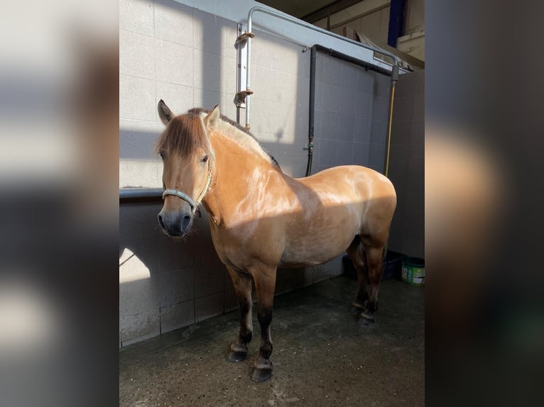 Chevaux fjord Hongre 21 Ans 150 cm Bai clair in Barnstorf