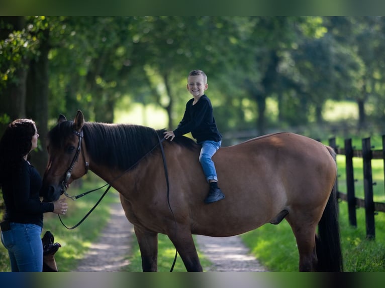 Chevaux fjord Croisé Hongre 21 Ans 155 cm Bai clair in Brunssum