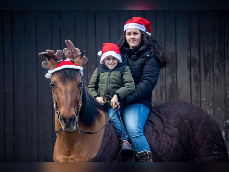 Chevaux fjord Croisé Hongre 21 Ans 155 cm Bai clair in Brunssum