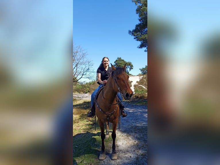 Chevaux fjord Croisé Hongre 21 Ans 155 cm Bai clair in Brunssum