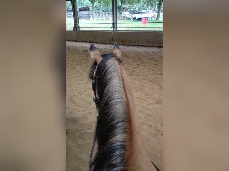 Chevaux fjord Croisé Hongre 21 Ans 155 cm Bai clair in Brunssum