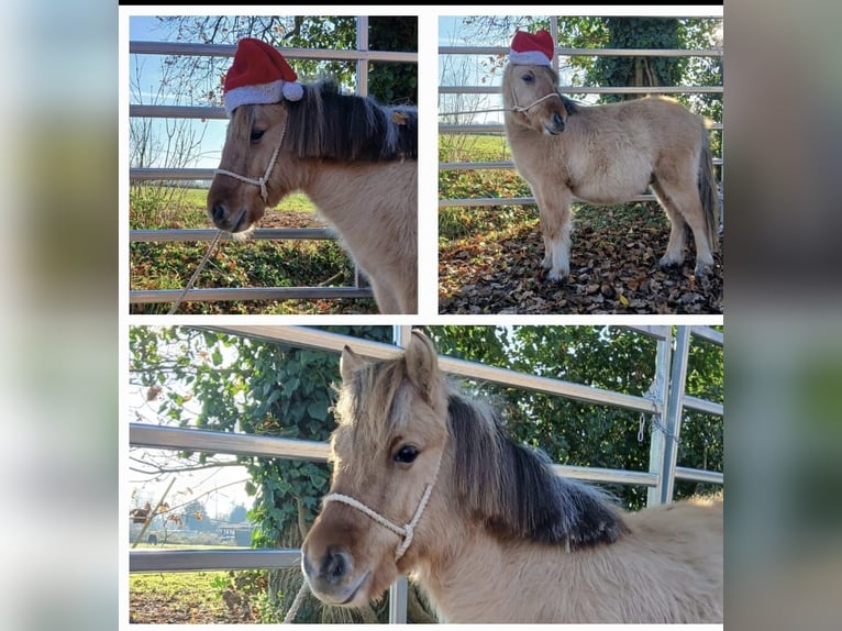 Chevaux fjord Croisé Hongre 2 Ans 125 cm Isabelle in Gro&#xDF;efehn