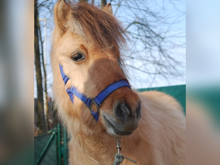 Chevaux fjord Croisé Hongre 2 Ans 125 cm Isabelle in Gro&#xDF;efehn