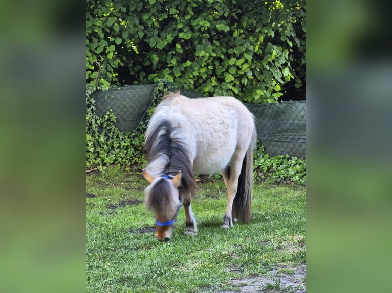 Chevaux fjord Croisé Hongre 2 Ans 125 cm Isabelle in Gro&#xDF;efehn