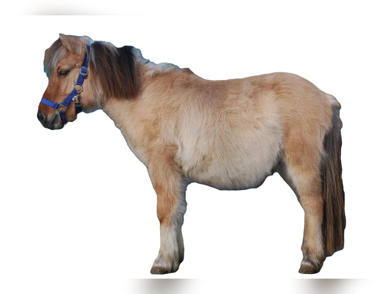 Chevaux fjord Croisé Hongre 2 Ans 125 cm Isabelle in Gro&#xDF;efehn