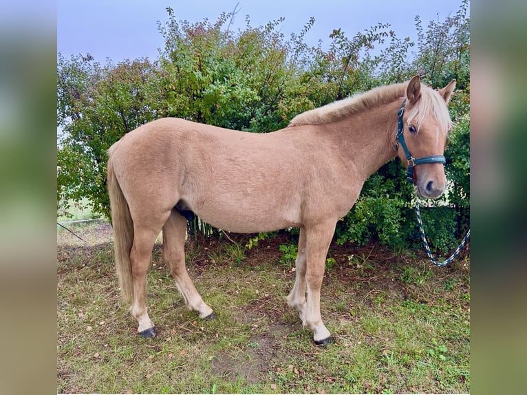 Chevaux fjord Hongre 2 Ans 130 cm Alezan in Pelmberg