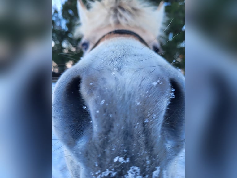 Chevaux fjord Hongre 2 Ans 145 cm in Brunssum