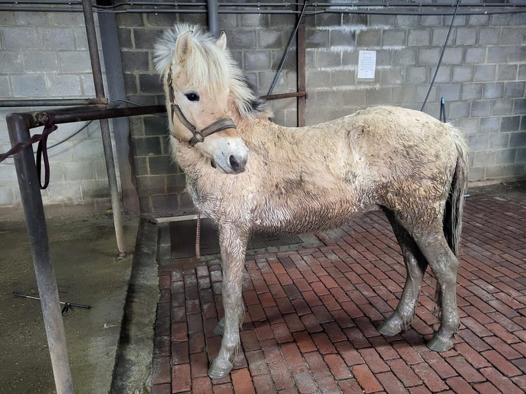 Chevaux fjord Hongre 2 Ans 145 cm in Brunssum