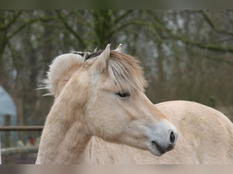 Chevaux fjord Hongre 2 Ans 147 cm Isabelle in Alt Duvenstedt