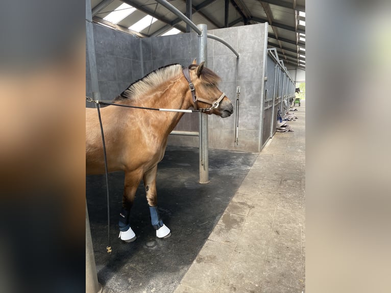 Chevaux fjord Hongre 2 Ans 148 cm Isabelle in Valkenswaard