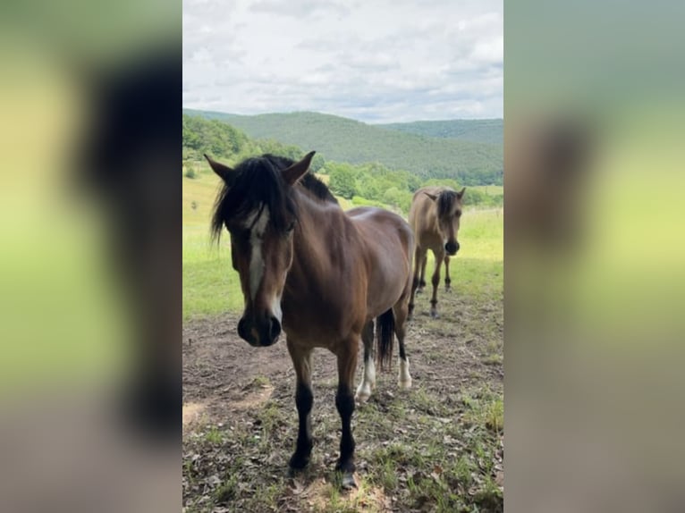 Chevaux fjord Croisé Hongre 3 Ans 141 cm Bai in Altenbuch