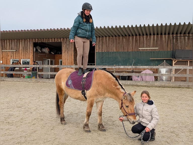 Chevaux fjord Hongre 3 Ans 141 cm Isabelle in Kressbronn am Bodensee