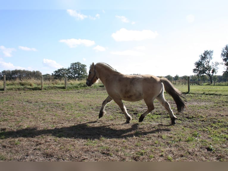 Chevaux fjord Hongre 3 Ans 141 cm Isabelle in Celle