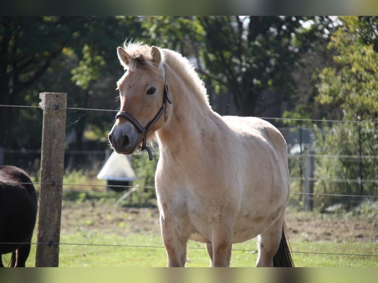 Chevaux fjord Hongre 3 Ans 141 cm Isabelle in Celle
