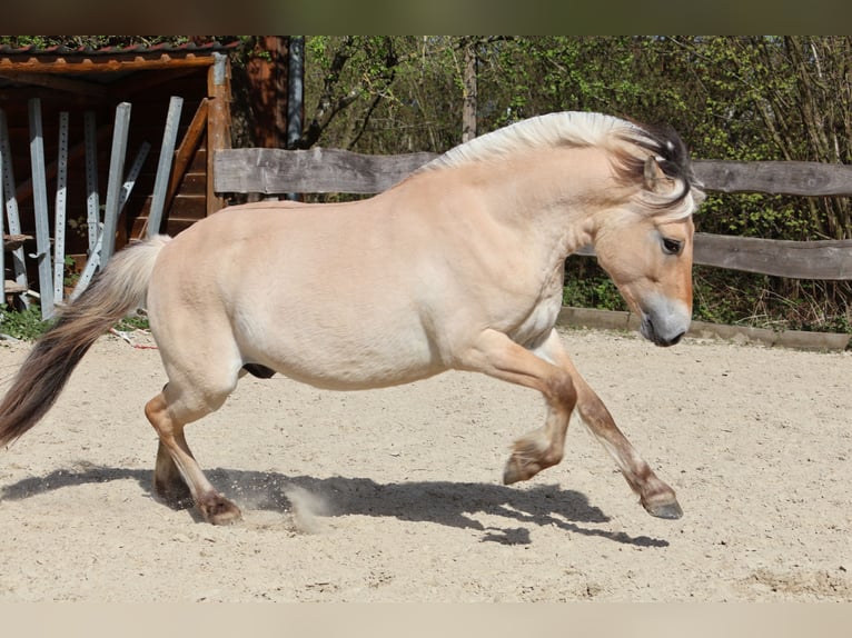 Chevaux fjord Hongre 3 Ans 142 cm Isabelle in Lautertal