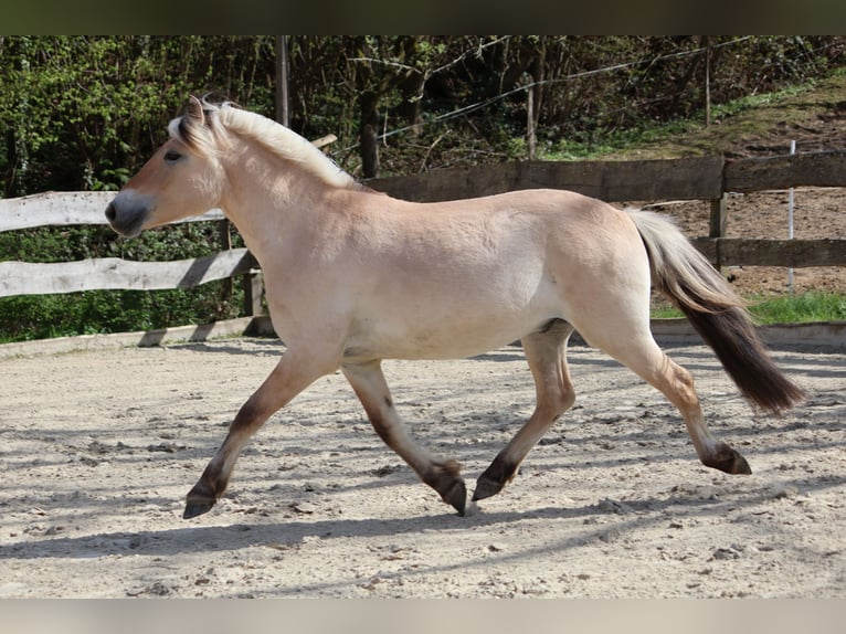 Chevaux fjord Hongre 3 Ans 142 cm Isabelle in Lautertal