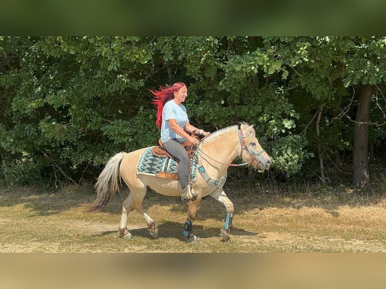 Chevaux fjord Hongre 3 Ans 142 cm Isabelle in Linkenbach