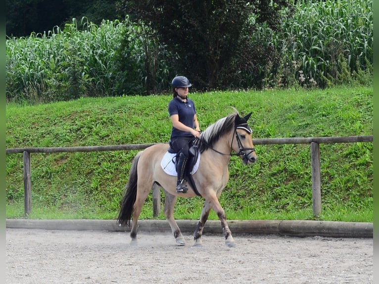Chevaux fjord Hongre 3 Ans 145 cm Isabelle in Wellheim