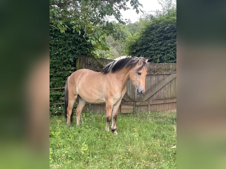 Chevaux fjord Hongre 3 Ans 145 cm Isabelle in Wellheim