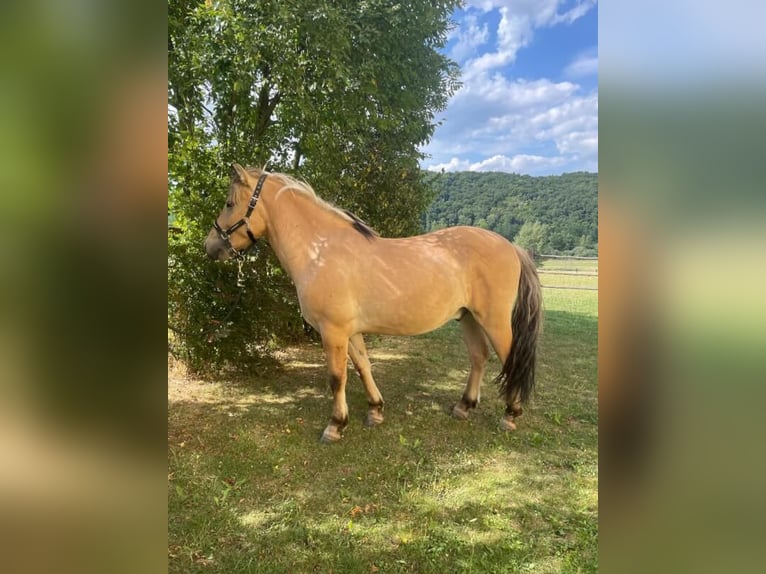 Chevaux fjord Hongre 3 Ans 145 cm Isabelle in Wellheim