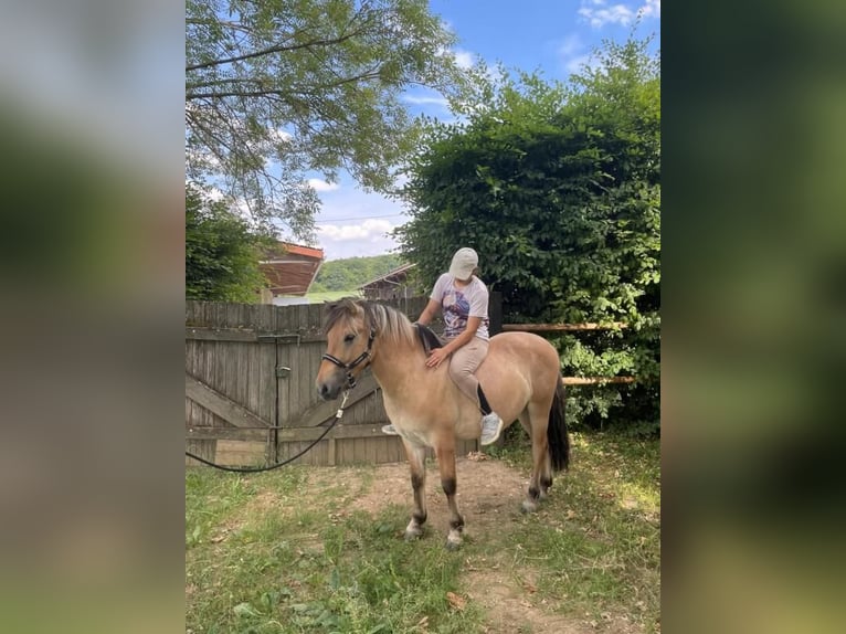 Chevaux fjord Hongre 3 Ans 145 cm Isabelle in Wellheim